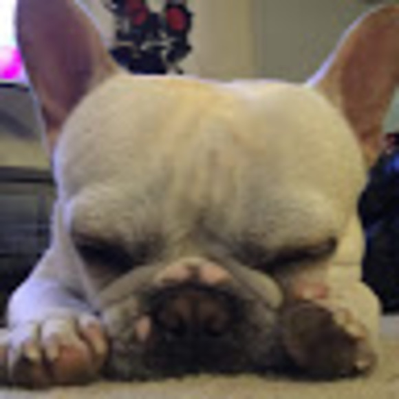 wtfrenchie757